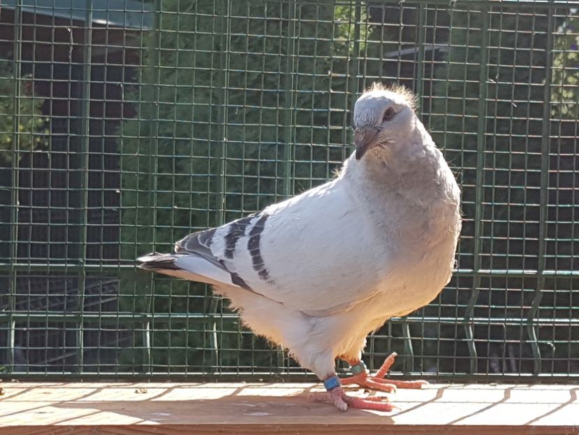 M-2018-4144 - 0-VRdF-TINERET-2018