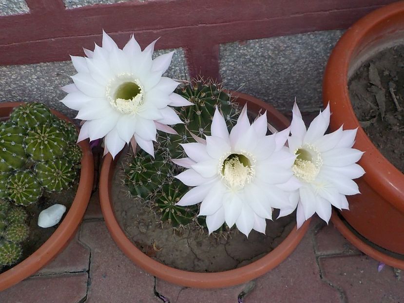  - echinopsis oxygona