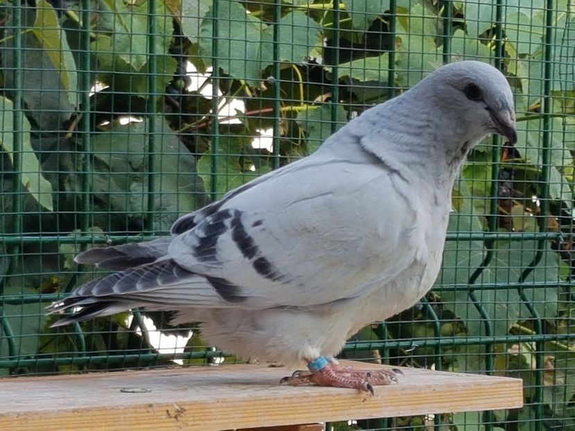 F-2018-4776 - 0-VRdF-TINERET-2018