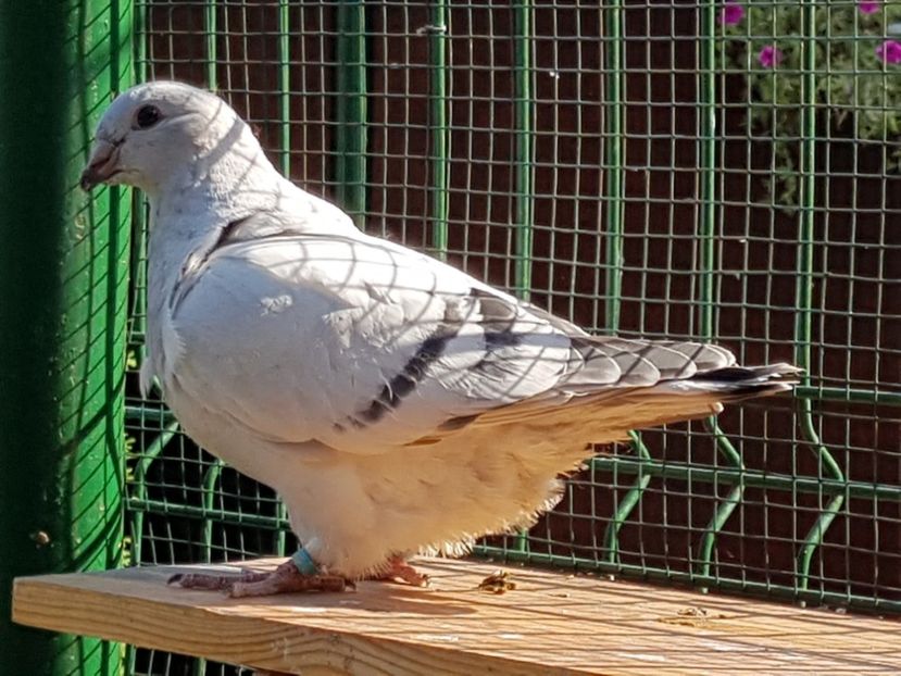 M-2018-4777 - 0-VRdF-TINERET-2018