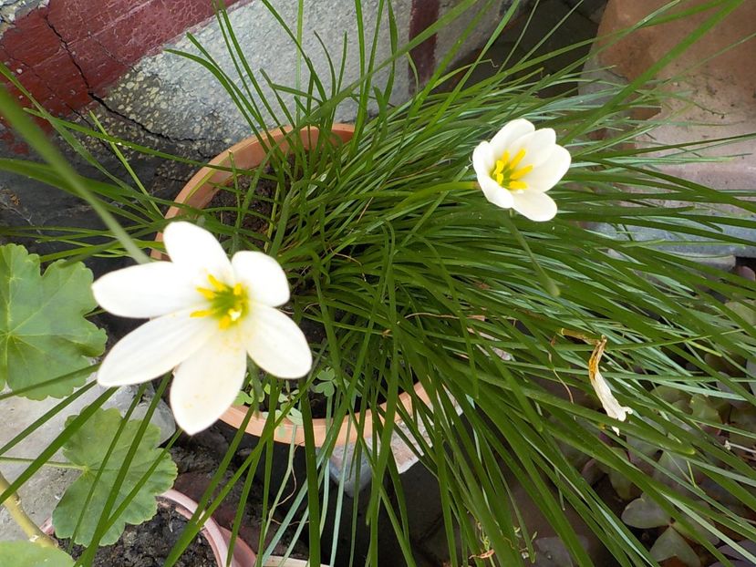  - zephiranthes