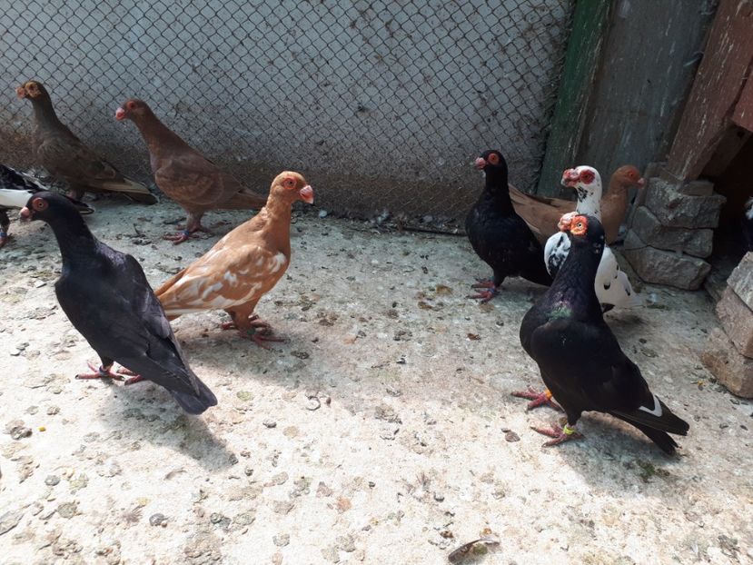 F galbenă - H _ carunculați 2018