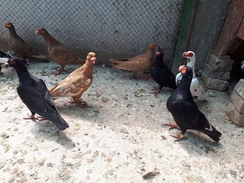  - H _ carunculați 2018