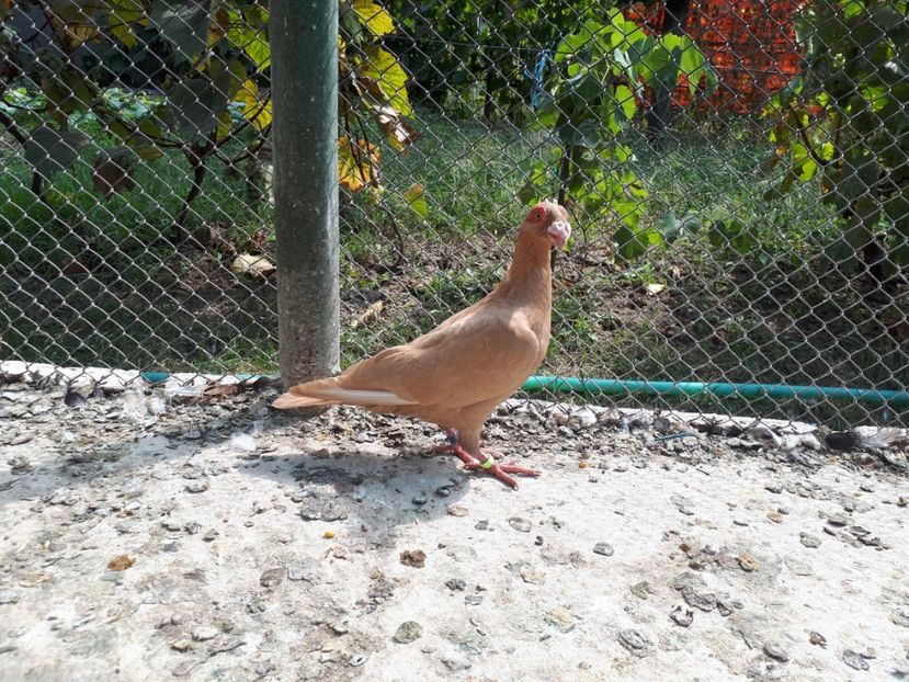 M - H3 _ tineret 2018