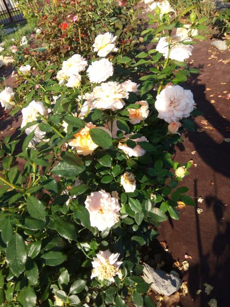  - Garden of roses-