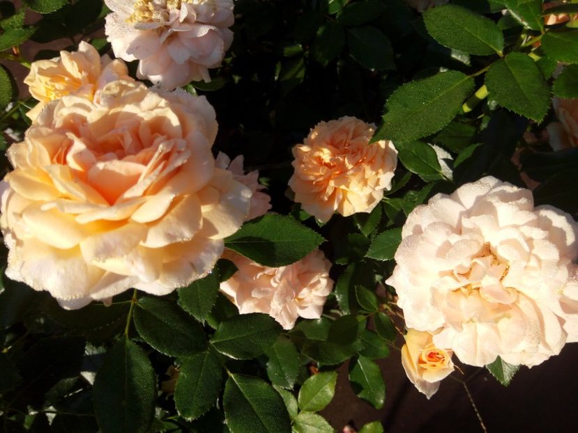  - Garden of roses-