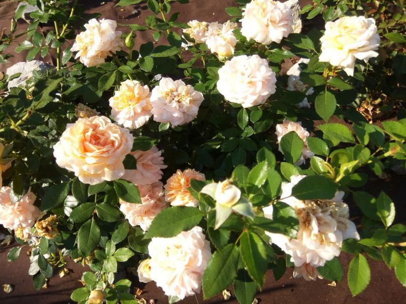  - Garden of roses-