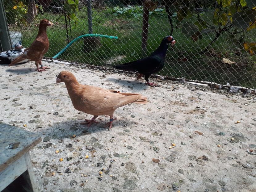 F galben - H3 _ tineret 2018