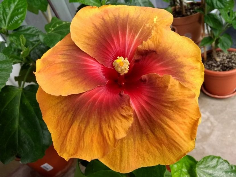 Tah.Dark Congo - 0Hibiscus in colectie infloriti