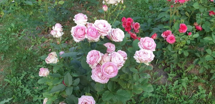  - Dimov 85-posibil Princess de Monaco