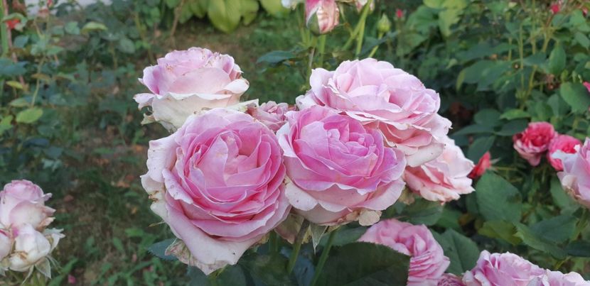  - Dimov 85-posibil Princess de Monaco