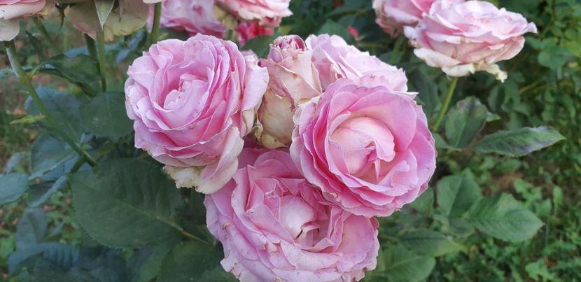  - Dimov 85-posibil Princess de Monaco