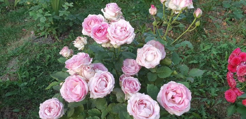  - Dimov 85-posibil Princess de Monaco