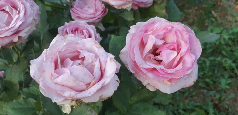  - Dimov 85-posibil Princess de Monaco