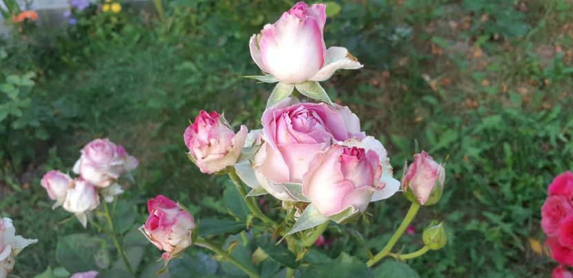  - Dimov 85-posibil Princess de Monaco