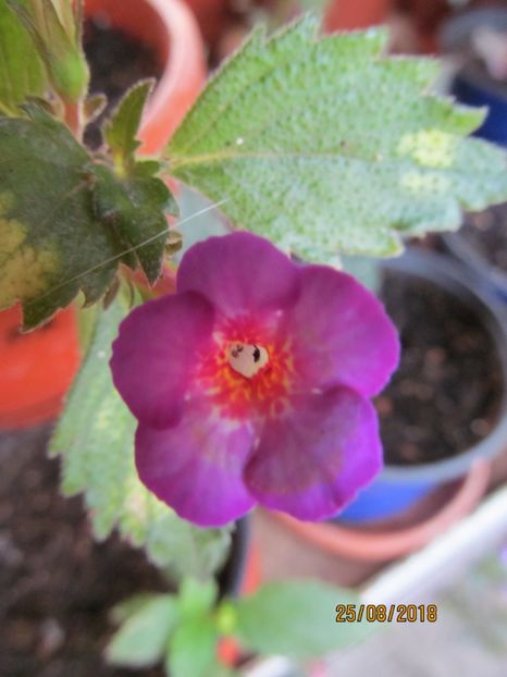 Snowetta - ACHIMENES 2020 - VANZARI HIBRIZI