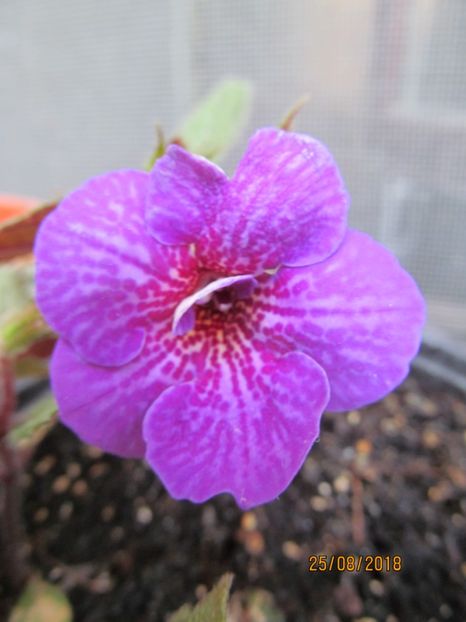 Poltgeister - ACHIMENES 2020 - VANZARI HIBRIZI