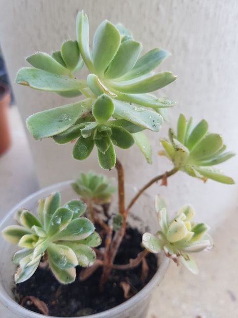 Aeonium castello-paivae variegat - Aeonium