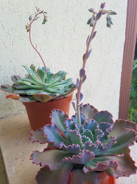 Rain drops si Aquarius in tandem - Echeveria