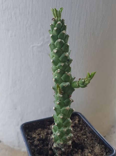 Monadenium guentherii - Stapeliade 2018-2021-2022