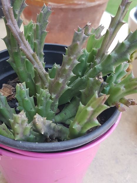 Stapelia variegata nr 1 cu bobocel -din butas - Stapeliade 2018-2021-2022-2024-2025
