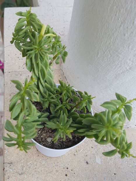 Peperomia asperula - Peperomia