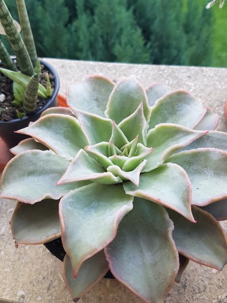 Echeveria Madiba - Echeveria