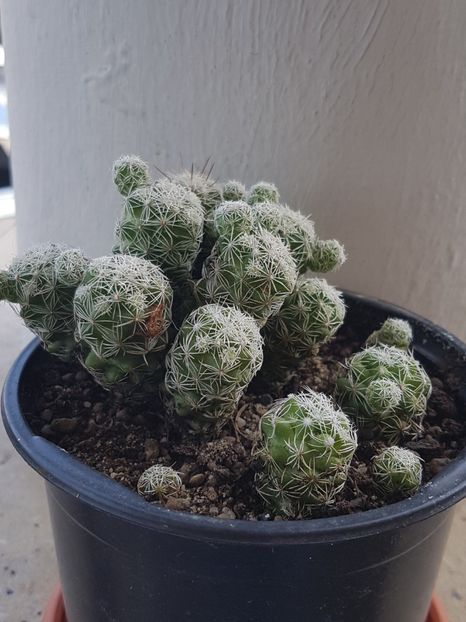 Mammillaria gracilis - Cactusi si plante suculente 2017-2018-2019