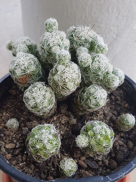 Mammillaria gracilis - Cactusi si plante suculente 2017-2018-2019