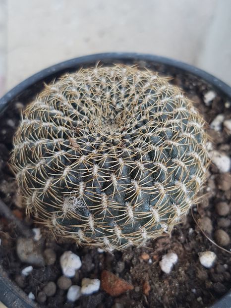 Rebutia arenacea - Cactusi si plante suculente 2017-2018-2019