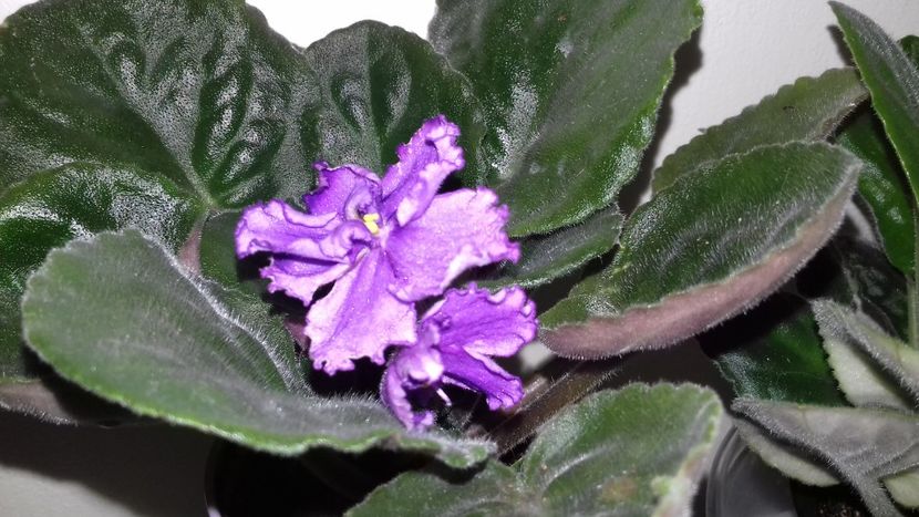 Lyons Plum Puding  25.08.18 - ZZ Lyons Plum Puding