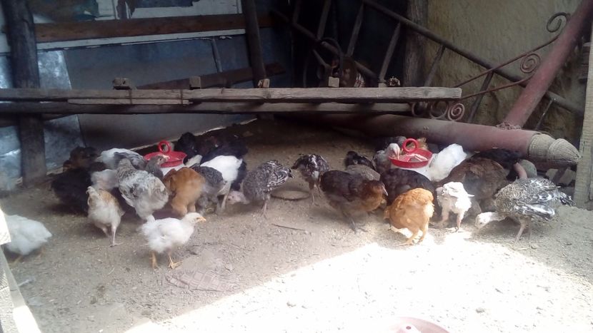  - Pui de găină mixtă moțată încălțată 2018