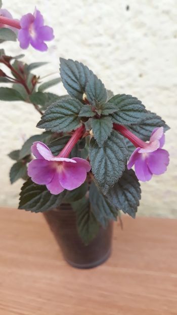  - R20 - Petite Nicole