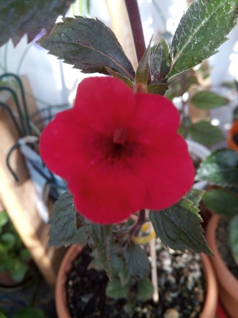  - Indian summer-pierdut