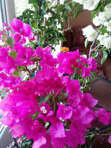  - Bougainvillea
