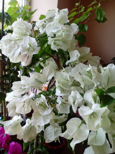  - Bougainvillea
