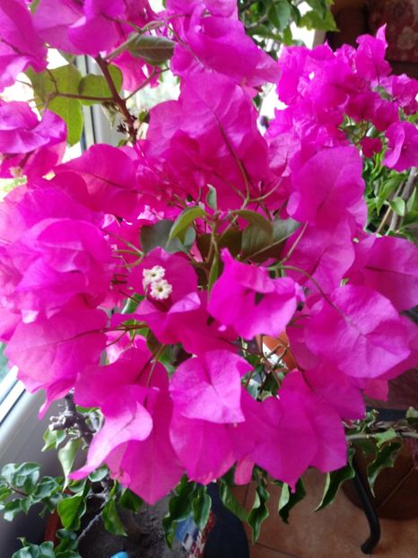  - Bougainvillea