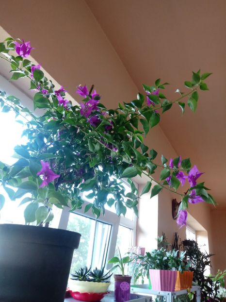  - Bougainvillea