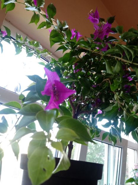  - Bougainvillea