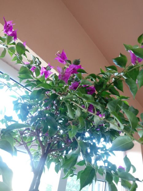  - Bougainvillea
