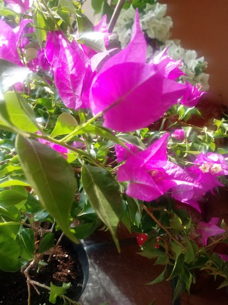  - Bougainvillea