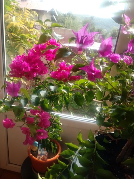  - Bougainvillea