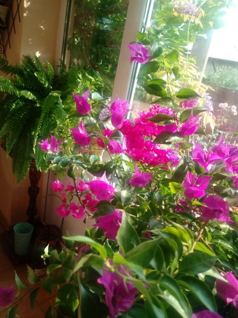  - Bougainvillea