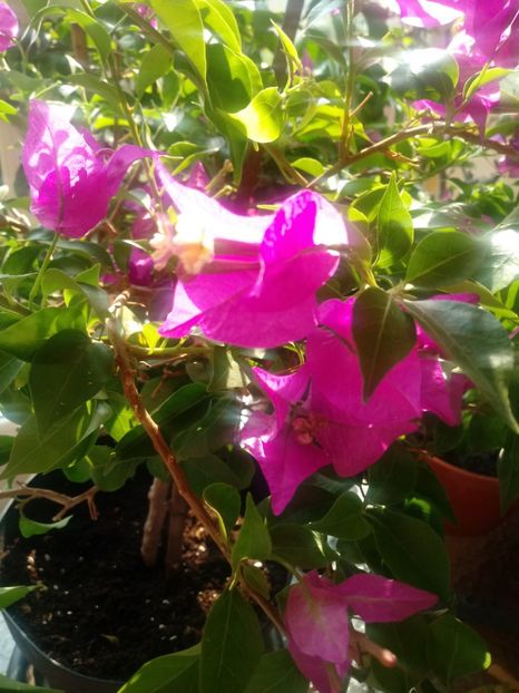  - Bougainvillea
