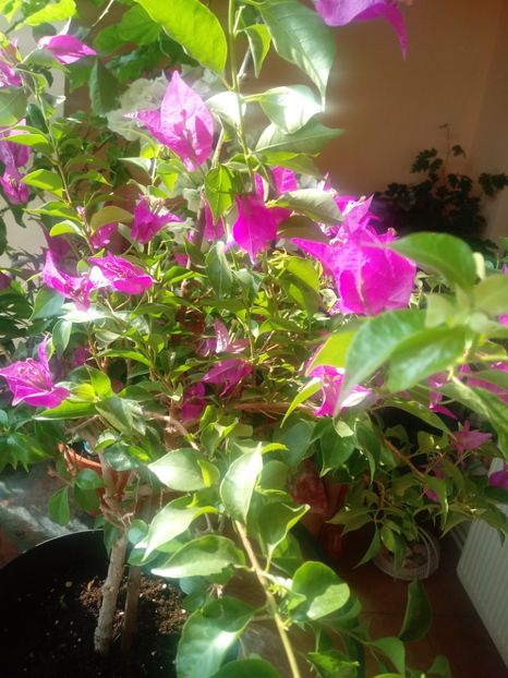  - Bougainvillea