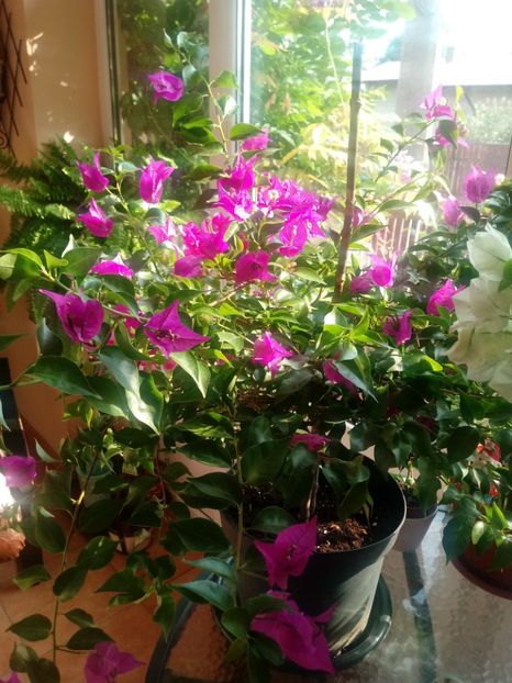  - Bougainvillea