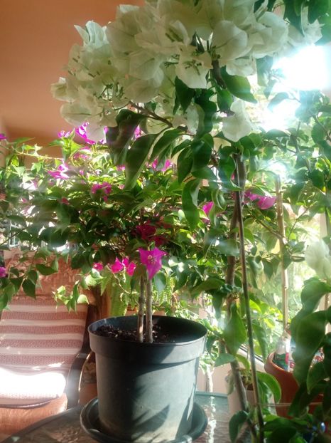  - Bougainvillea