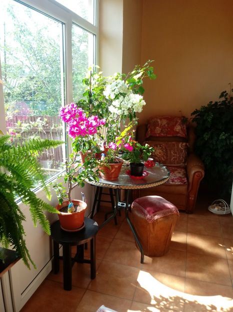  - Bougainvillea