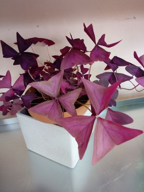 Oxalis Triangularis - Diverse flori