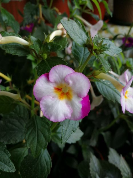 - Achimenes 2018